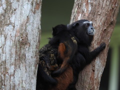 Saguinus weddelli weddelli