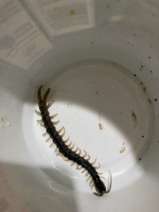 Scolopendridae