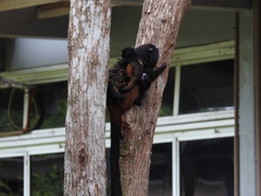 Saguinus weddelli weddelli