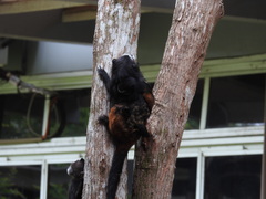 Saguinus weddelli weddelli