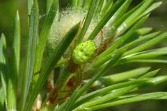 Araniella cucurbitina