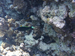 Gomphosus klunzingeri