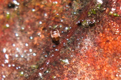 Sericoderus