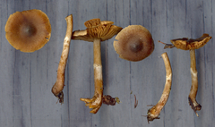 Cortinarius nigrocuspidatus