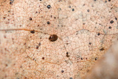 Sericoderus