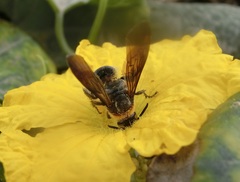 Campsomeriella