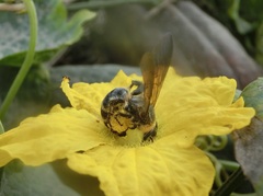 Campsomeriella