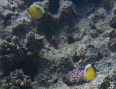 Chaetodon austriacus