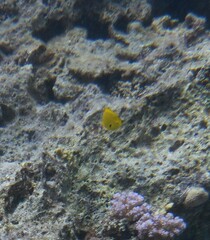 Pomacentrus sulfureus