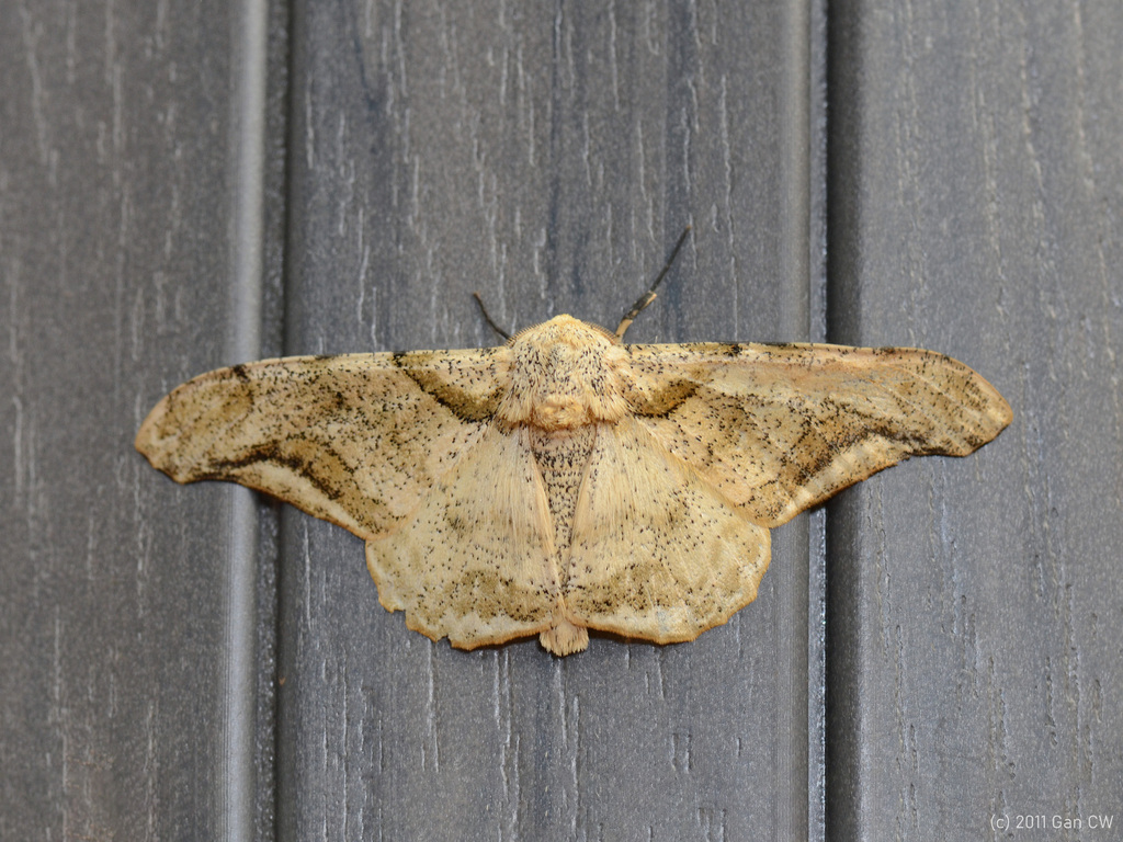 Biston prinodes