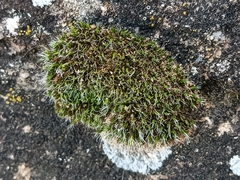 Grimmiaceae