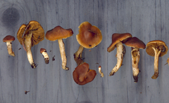 Cortinarius parvoacetosus