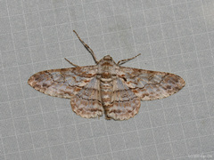 Cleora cucullata