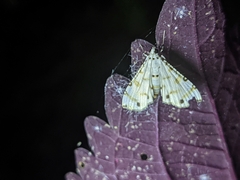 Pycnarmon cribrata