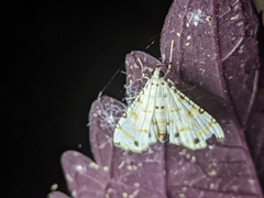Pycnarmon cribrata