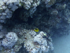 Chaetodon fasciatus