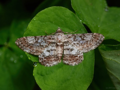 Cleora cucullata