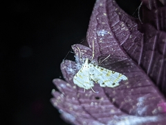 Pycnarmon cribrata