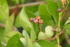 Ipomoea sagittifolia