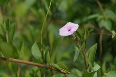 Ipomoea sagittifolia