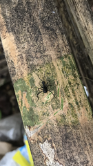 Myrmhopla
