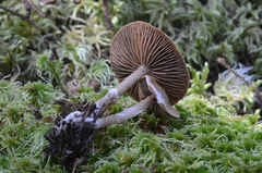 Cortinarius nigrocuspidatus