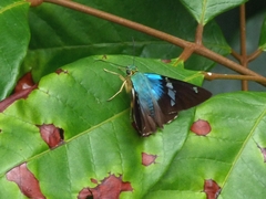 Astraptes