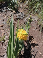 Hypoxis obtusa