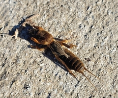 Neocurtilla hexadactyla