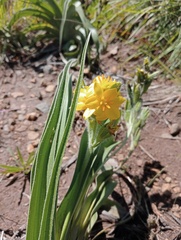 Hypoxis obtusa