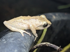 Pseudophilautus wynaadensis