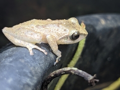 Pseudophilautus wynaadensis