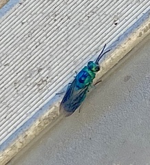 Chrysis lincea