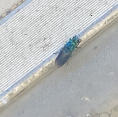 Chrysis lincea