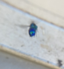 Chrysis lincea