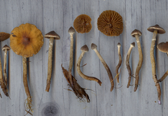 Cortinarius flexipes