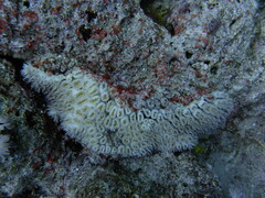 Galaxea fascicularis