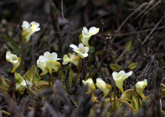 Pinguicula alpina