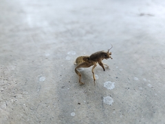 Neoscapteriscus borellii