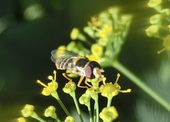 Ischiodon scutellaris