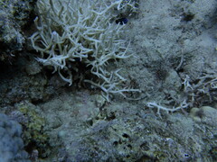 Pseudochromis springeri