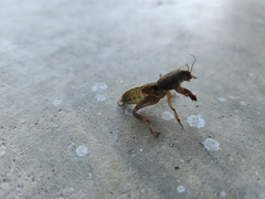 Neoscapteriscus borellii