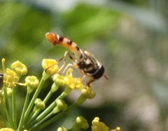 Ischiodon scutellaris