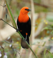 Amblyramphus holosericeus