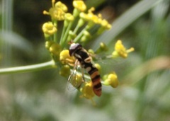 Ischiodon scutellaris