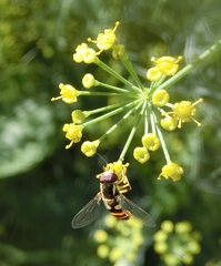 Ischiodon scutellaris