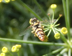 Ischiodon scutellaris