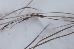 Carex acuta