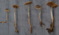 Cortinarius flexipes