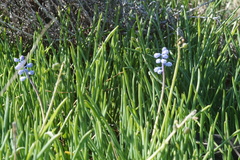 Muscari parviflorum